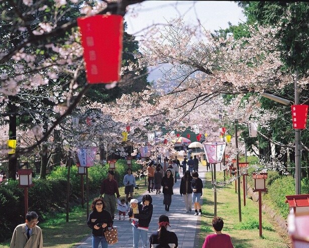 ぼんぼりで照らされる夜桜は昼とは違った趣がある/橘公園の桜