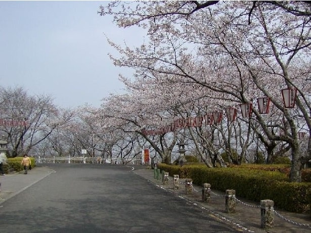 桜の名所として親しまれている/西部公園の桜