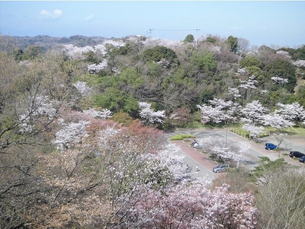 満開の桜が眉山公園を彩る/眉山公園の桜