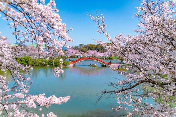 鏡のような水面に映る赤橋と桜のコントラストを楽しめる/垣生公園の桜