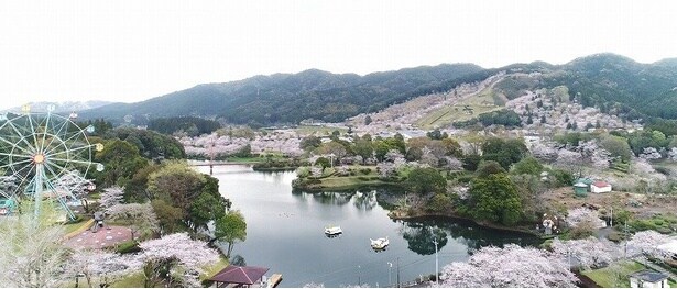 約5000本の桜と3万本のツツジが来場者を出迎える/観音池公園の桜