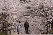 今週末に見頃の桜が楽しめそうな全国のお花見名所(4月4日・5日)