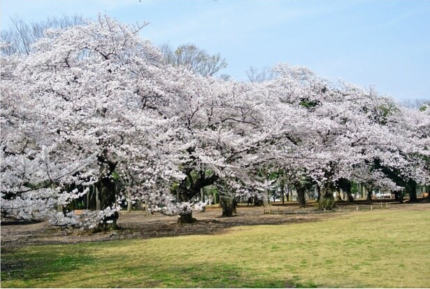 アクセス良好な都内の桜名所をピックアップ(写真は都立代々木公園の桜)