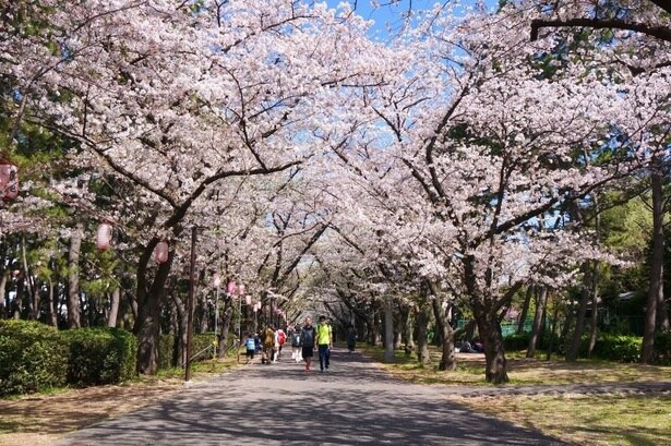 園内各所に桜が咲き誇る/辰巳の森緑道公園の桜