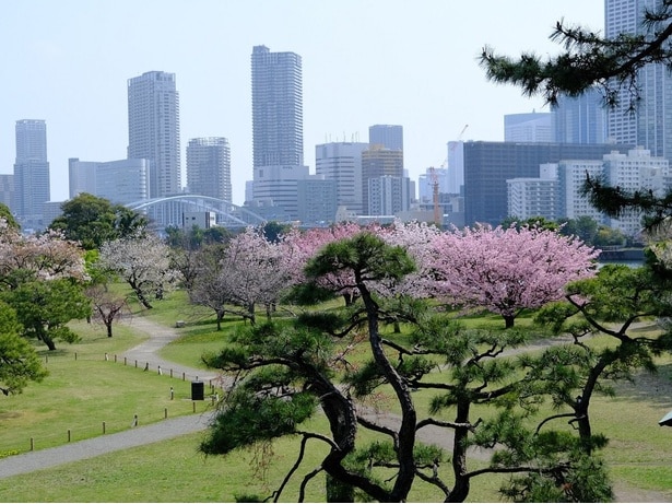 富士見山からの桜/浜離宮恩賜庭園の桜