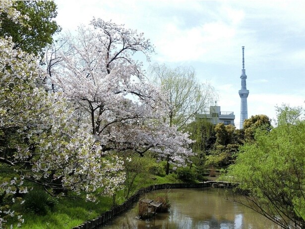 桜と東京スカイツリーを臨む池周辺の景色/向島百花園の桜