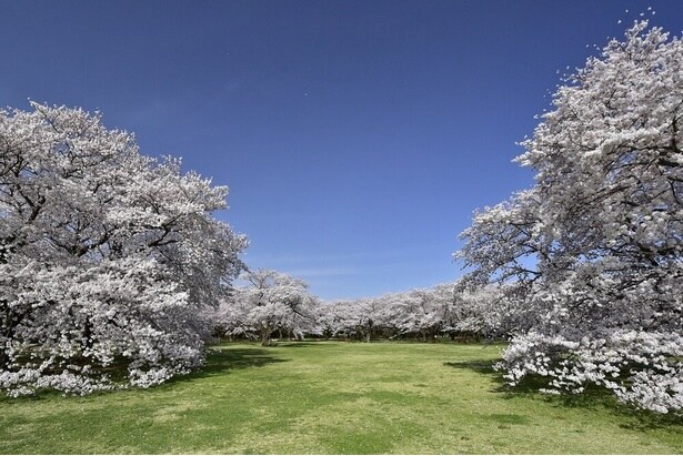 「桜の園」のソメイヨシノ/国営昭和記念公園の桜