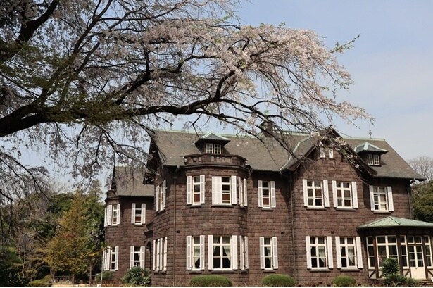 しだれ桜と洋館のコントラストが美しい/旧古河庭園の桜