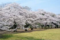 今週末(4月4・5日)東京で見頃の桜スポットを紹介！雨でも駅近なら安心
