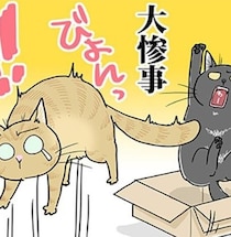 【ねこ漫画】起きちゃった！爆音が響き、猫たち大パニック！怖がる猫たちを全力でなだめる飼い主に読者共感【作者に聞いた】