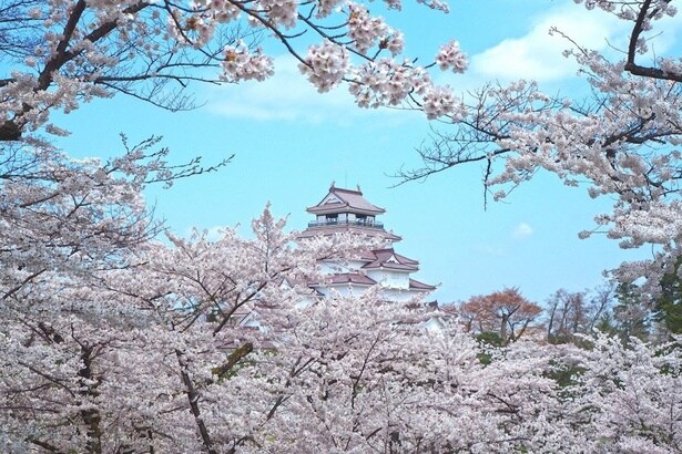 今見頃&間もなく見頃の桜スポットをピックアップ(写真は鶴ヶ城公園の桜)
