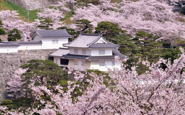桜とその隙間からのぞく霞ヶ城の対比が見もの/霞ヶ城公園の桜