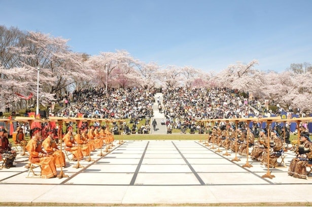 桜が彩る人間将棋/天童公園(舞鶴山)の桜