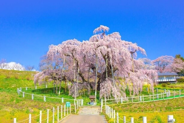 四方に伸びた枝から垂れる花が滝の流れの様に見えるためこの名がついたともいわれている/三春滝桜