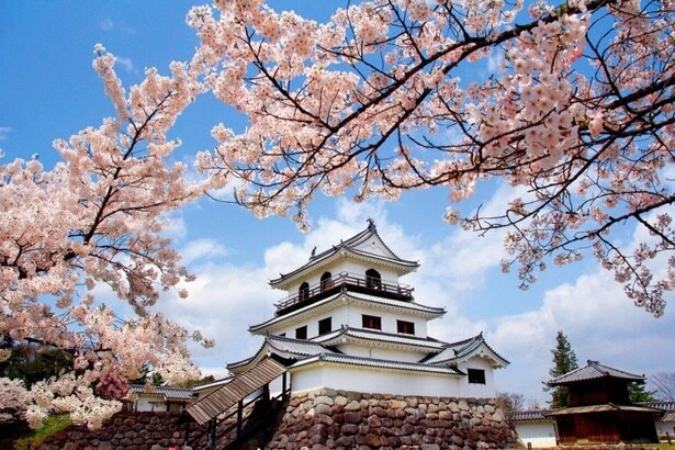 1万8000石の城下町、白石のシンボルである白石城/白石城本丸広場の桜