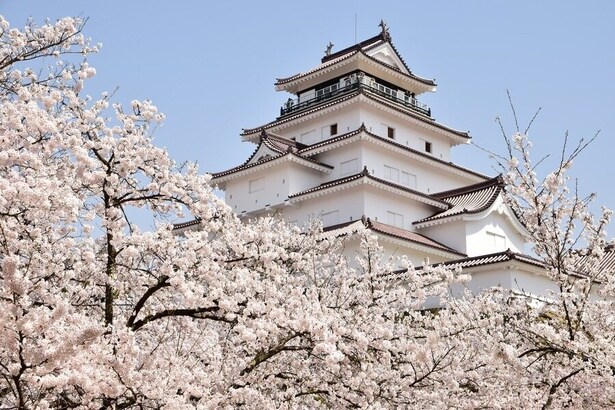 桜の開花時期は夜間ライトアップで夜桜も楽しめる/鶴ヶ城公園の桜