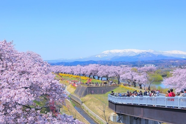 川沿いにびっしりと並んだ桜は絶景/柴田町船岡城址公園の桜