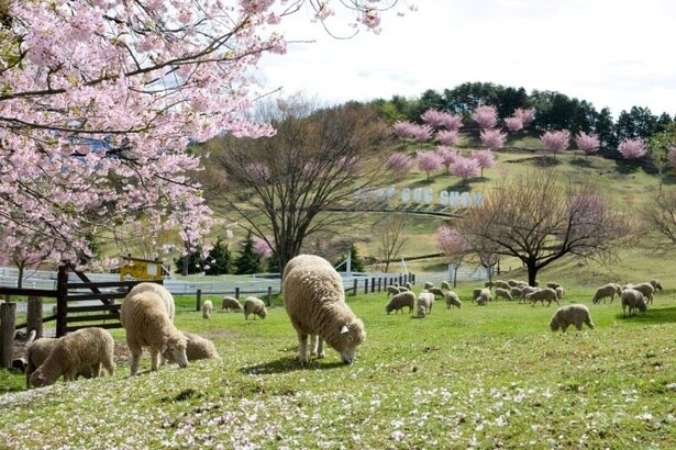「榛名雲海桜」と名づけた自慢のソメイヨシノ/伊香保グリーン牧場のソメイヨシノ