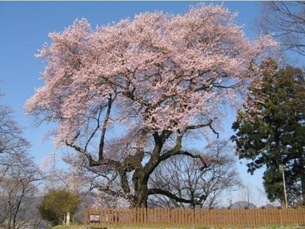 樹齢400年とも言われる御殿桜が美しく咲き乱れる/沼田公園(沼田城址)の桜