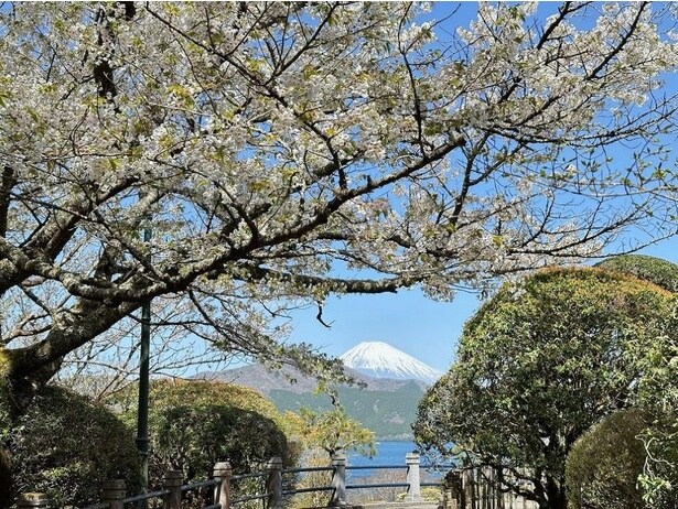 富士山を眺望しながら花見を楽しめる/恩賜箱根公園の桜