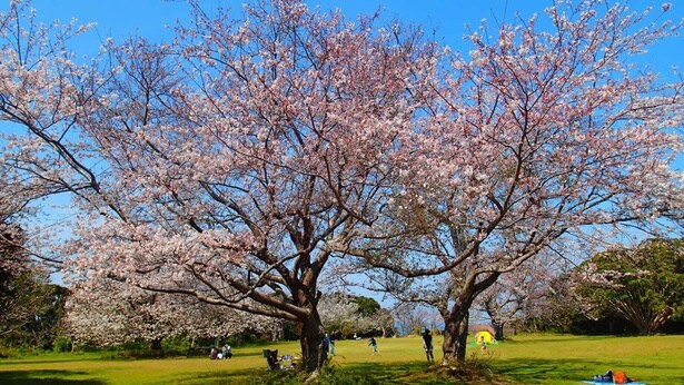 大房岬のアウトドアアクティビティを味わいながらお花見も楽しめる/大房岬自然公園の桜