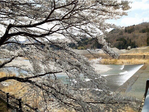 片品川沿いの桜/老神温泉の桜
