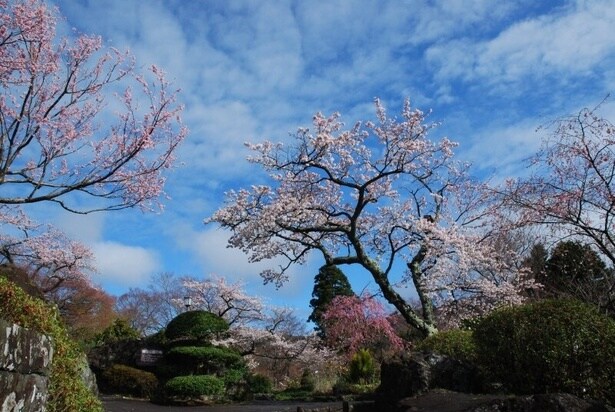 常緑樹の中で桜のピンク色が映える/箱根強羅公園の桜