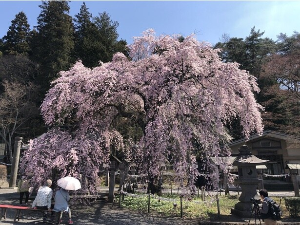 樹齢約200年の紅しだれ桜/南湖公園・楽翁桜