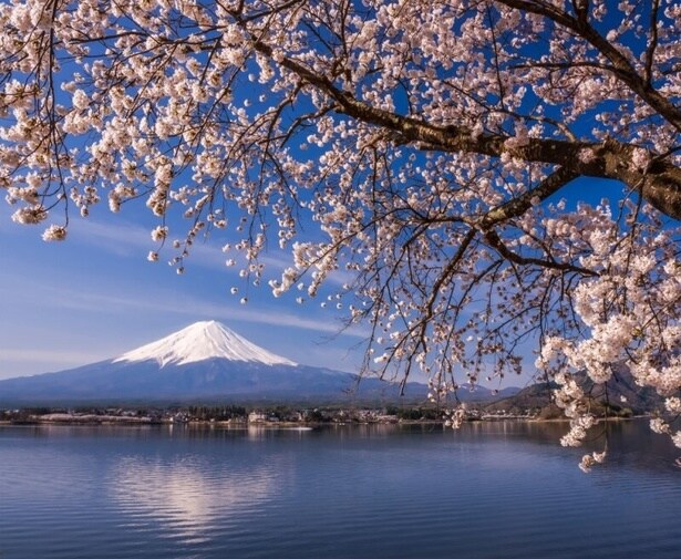 名峰富士を桜とあわせて眺められる/河口湖畔(北岸)の桜