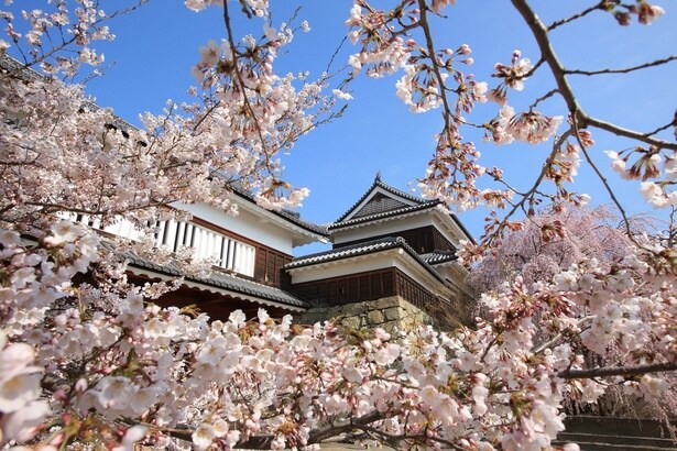 名城を彩る爛漫の桜/上田城(上田城跡公園)