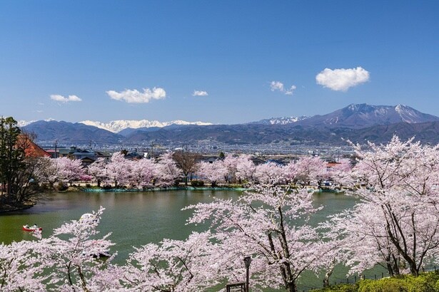 水面に写る鮮やかな桜/臥竜公園の桜