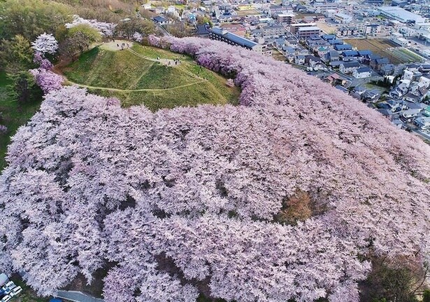 ピンク色の海のように桜が山を覆う/弘法山古墳の桜