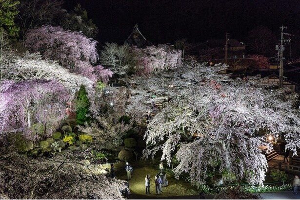 境内には70本のしだれ桜が植えられ、古いものは樹齢約200年にも達する/光前寺のしだれ桜