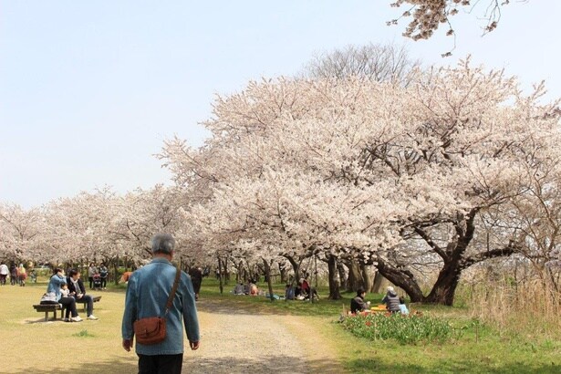 ソメイヨシノの下でシートを広げ花見を楽しむ姿も/鳥屋野潟(鳥屋野潟公園女池・鐘木地区)の桜