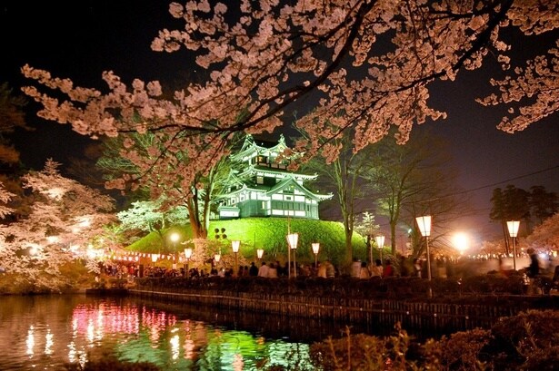 見事にライトアップされた高田城と桜のコラボレーション/高田城址公園の桜