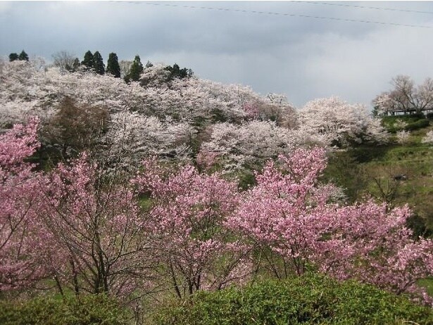 公園一面に咲き誇る桜/城ケ山公園の桜