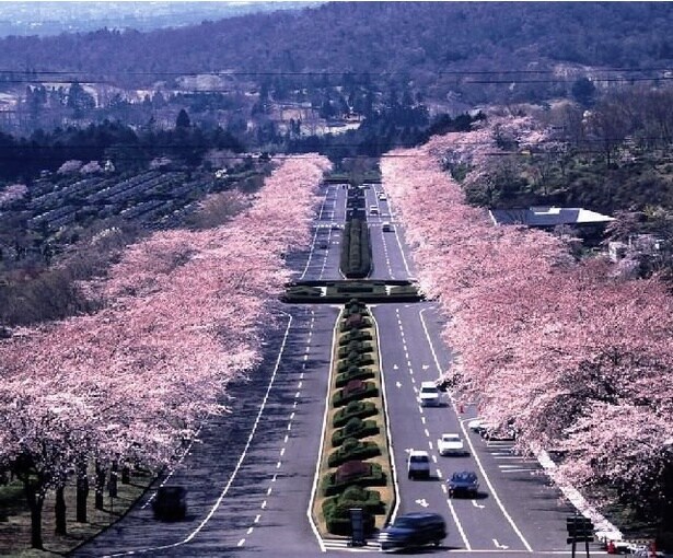 霊園参道を彩る桜並木/冨士霊園の桜