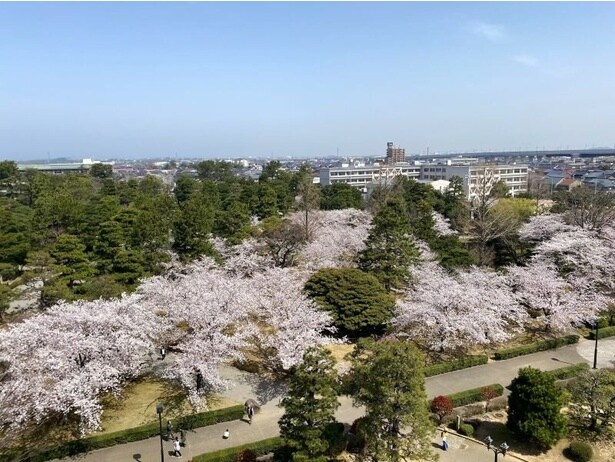 花見期間中は夜にライトアップで、夜桜も楽しめる/芦城公園の桜