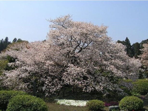 風情を感じる満開の桜/狩宿の下馬ザクラ