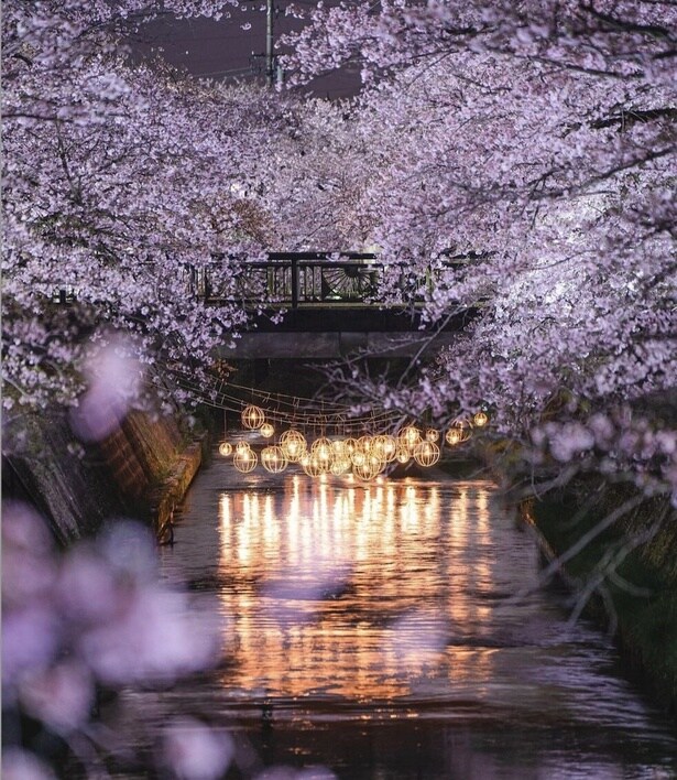 川沿いに桜が並び、圧巻の景色となる/岸渡川堤の桜