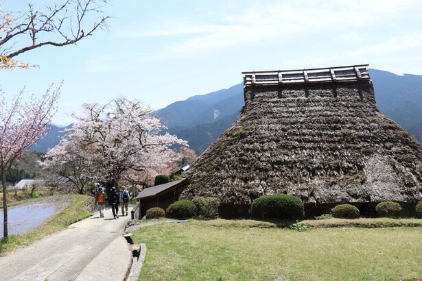ヤマザクラが棚田に映りこむ風景も/三多気の桜