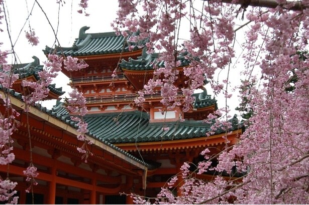 しだれ桜と朱色の建築が織りなす雅な風景/平安神宮 神苑の桜