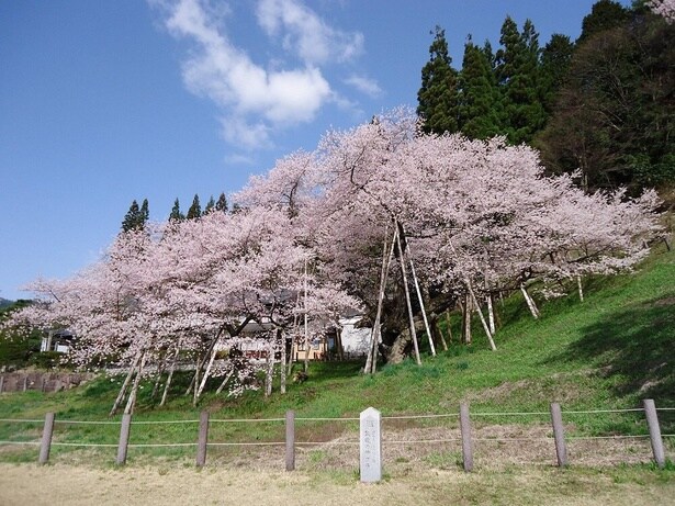 一度は見ておきたい天然記念物の桜/臥龍桜