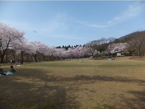 約130品種900本の桜は見応えがあり、花の色や形もさまざまで長い間楽しめる/石川県農林総合研究センター林業試験場樹木公園の桜