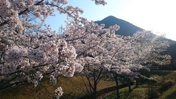 雄大な三上山とさまざまな桜を楽しめる/滋賀県立近江富士花緑公園の桜
