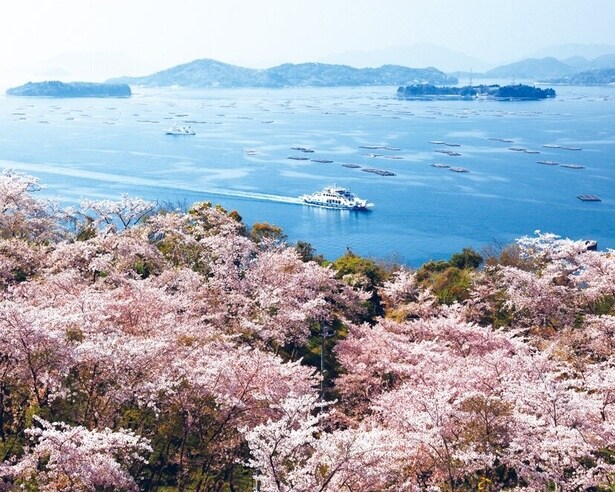 ソメイヨシノが美しく咲きほころぶ/正福寺山公園の桜
