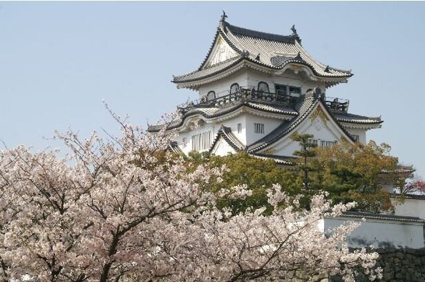 岸和田城下に咲き誇る桜を楽しめる/岸和田城周辺の桜