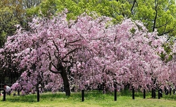 濃いピンクが特徴の八重紅しだれは例年4月頃に見頃を迎える/大仙公園の桜