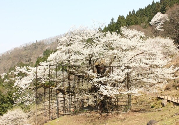 「仙桜」の咲き誇る様子は必見/樽見の大桜