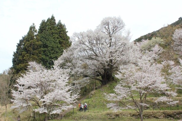 境内のモチヅキザクラは樹齢900年以上といわれる/佛隆寺千年桜(佛隆寺の古桜)